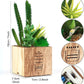 Set of 3 Artificial Succulents with Led Lights in Wooden Box